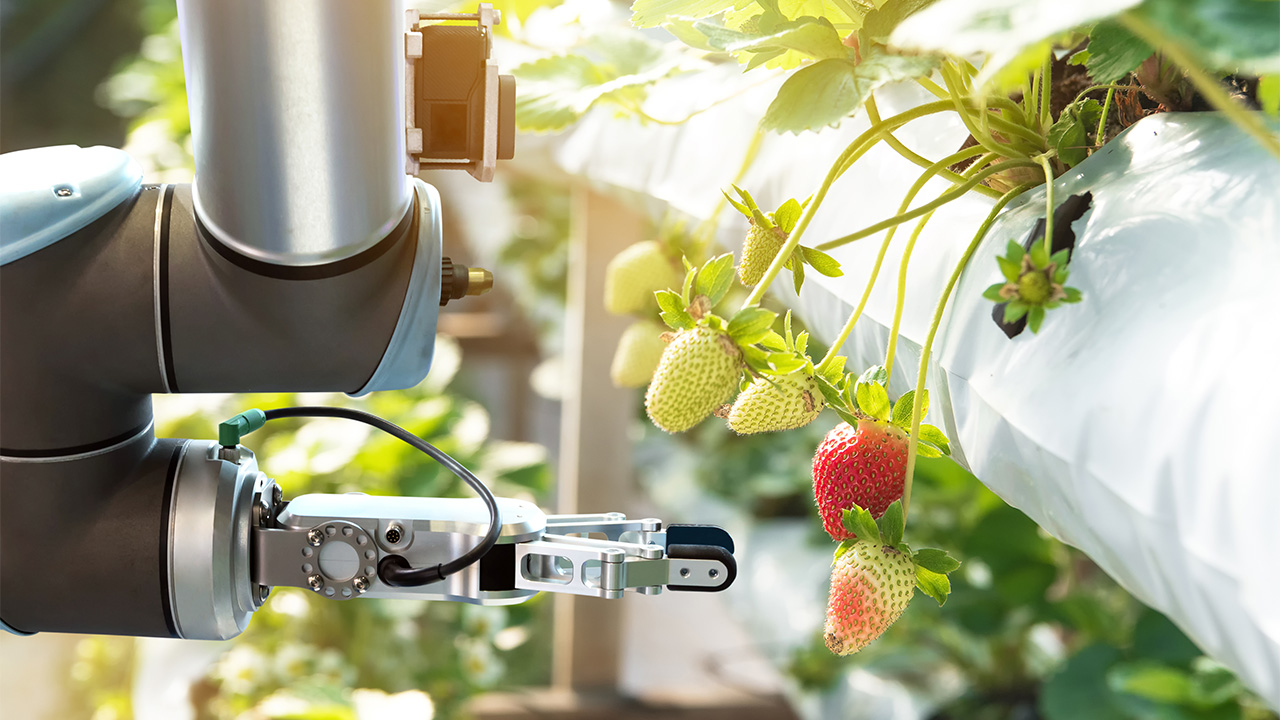 Fresas en un huerto dedicado a la innovación alimentaria